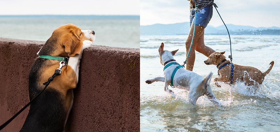 犬と海へお出かけ！マナーや注意点を守り楽しく遊びましょう