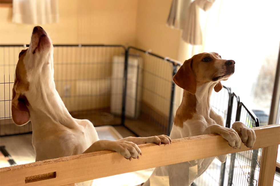 犬 分離 不安 治っ た