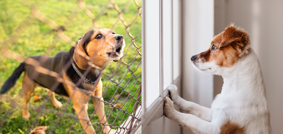 犬 分離 不安 治っ た