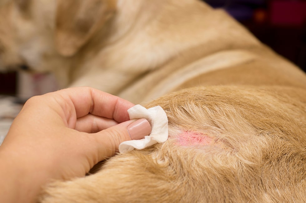 犬の皮膚が赤い 痒そう おでかけに潜む皮膚トラブルの原因と予防 Honda Dog Honda公式サイト