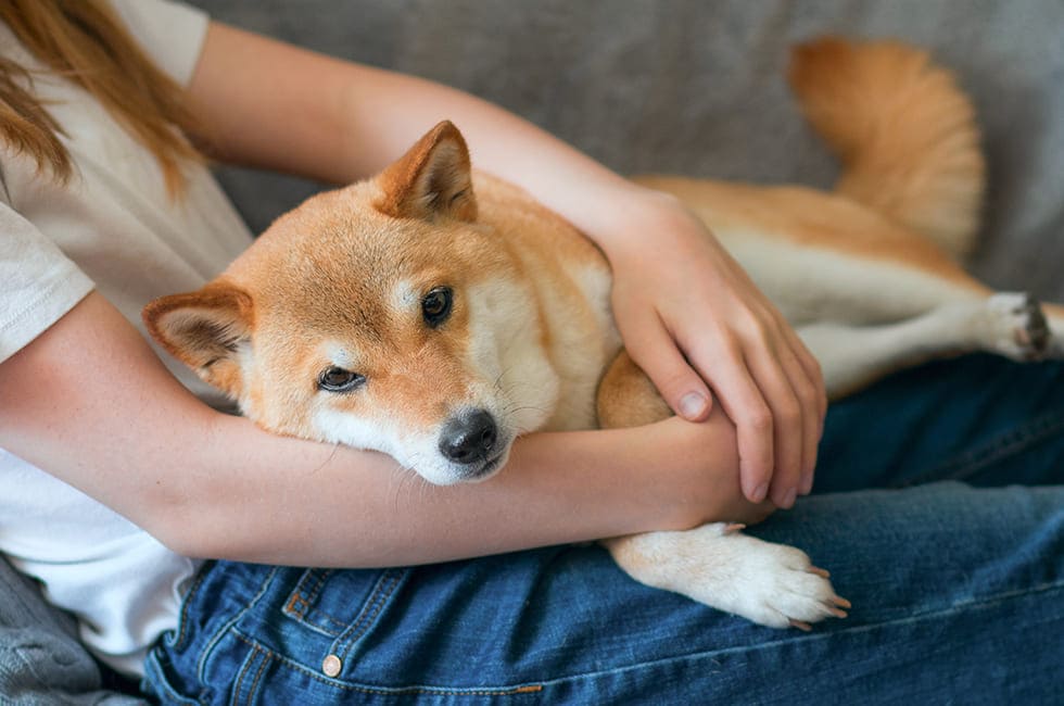 犬はなぜしっぽを追いかける 隠れた病気の可能性とその原因 Honda Dog Honda公式サイト