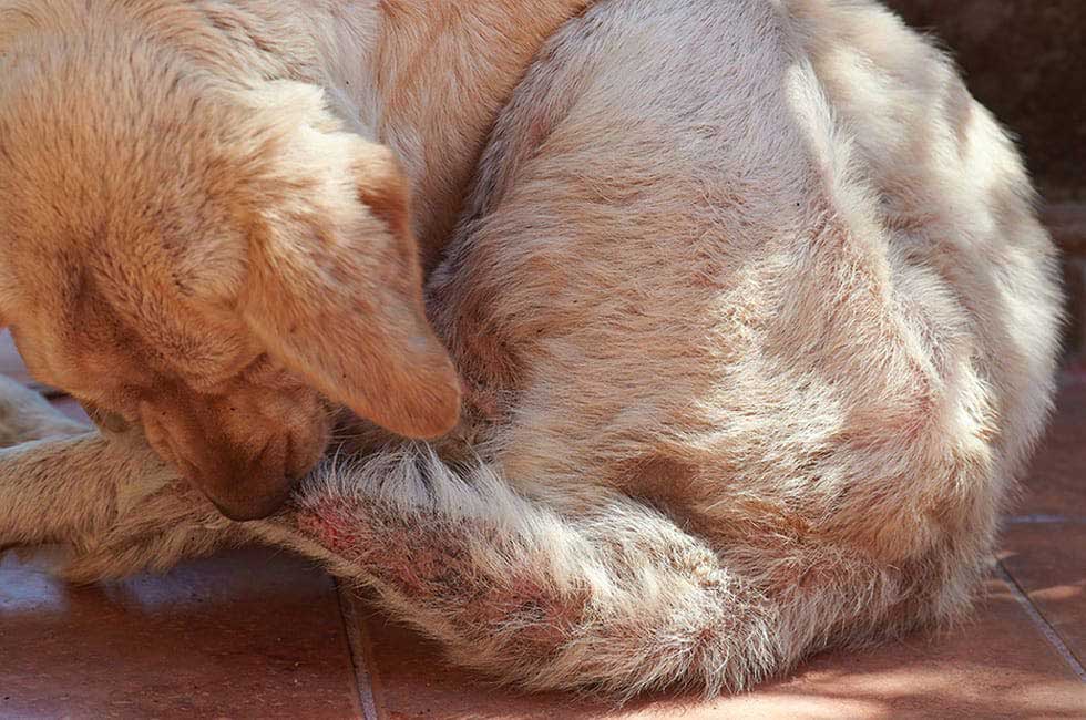 犬はなぜしっぽを追いかける 隠れた病気の可能性とその原因 Honda Dog Honda