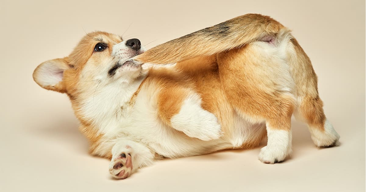 犬はなぜしっぽを追いかける？隠れた病気の可能性とその原因