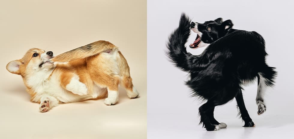 犬はなぜしっぽを追いかける 隠れた病気の可能性とその原因 Honda Dog Honda公式サイト