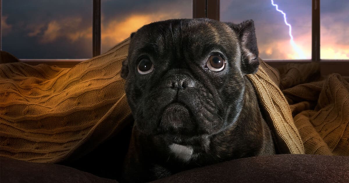 雷や花火が怖い 犬が恐怖を感じる理由って 正しい対処法を解説 Honda Dog Honda