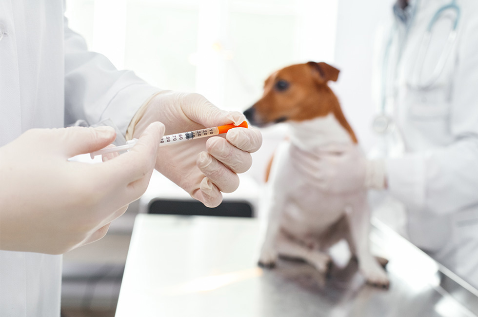 犬 ワクチン 接種 後 の シャンプー