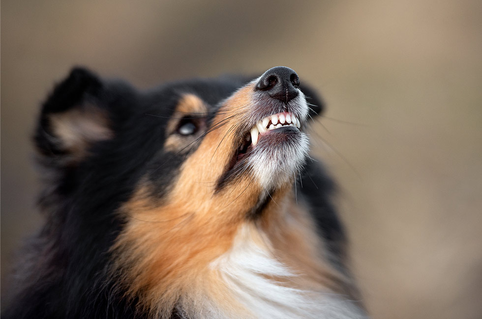 の 種類 犬 ワクチン 【獣医が教える病気予防】犬のワクチンの基礎知識～種類、効果、料金など｜いぬのきもちWEB MAGAZINE