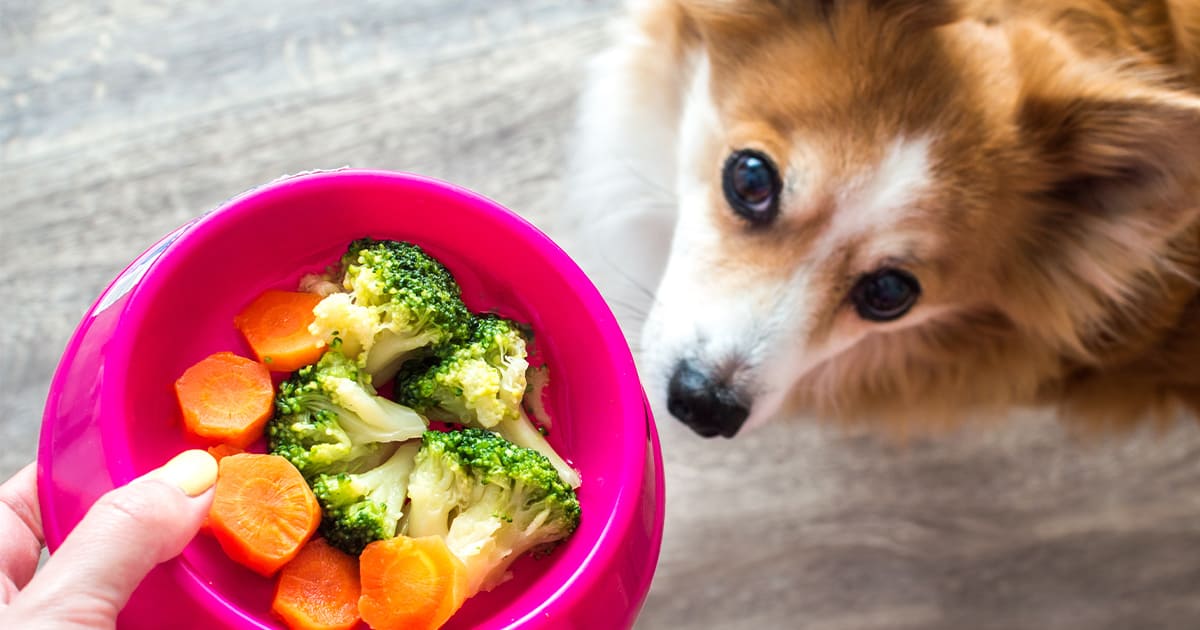 犬が食べても良い野菜・ダメな野菜。気になる栄養素や正しい与え方 Honda Dog Honda公式サイト 犬が食べても良い野菜・ダメな野菜。気になる栄養素や正しい与え方 Honda Dog Honda公式サイト