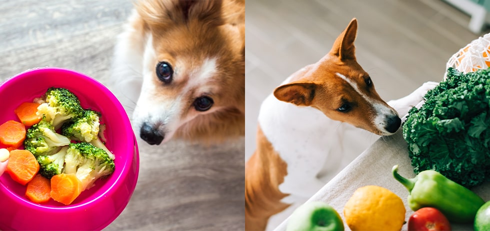 犬が食べても良い野菜・ダメな野菜。気になる栄養素や正しい与え方