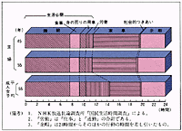 主婦の生活時間配分(平日)