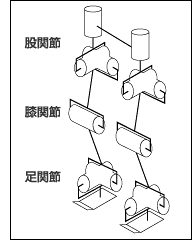 脚の関節の配置