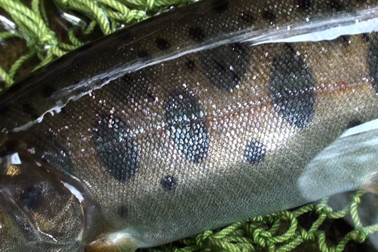 「マダラ」と思われるヤマメは、パーマークの間に均等に斑点が並んでいます。川によって違う、魚の模様を眺めるのも楽しみのひとつです