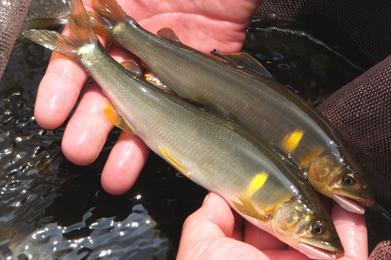 アユは興奮すると魚体が黄色に染まります。特に胸元あたりには追い星と呼ばれる黄色いマークが浮かび上がります