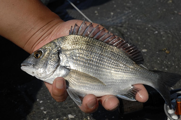 これが新しいターゲット、クロダイ。ちょっとサイズは小さいです。こう見えてなかなか神経質な魚です