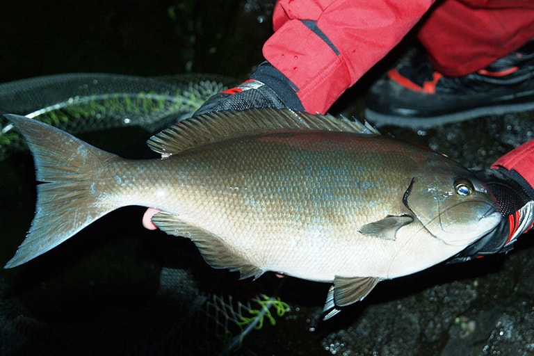 これがオナガメジナ。魚体の大きさからは想像できない力で釣りザオを絞り込みます