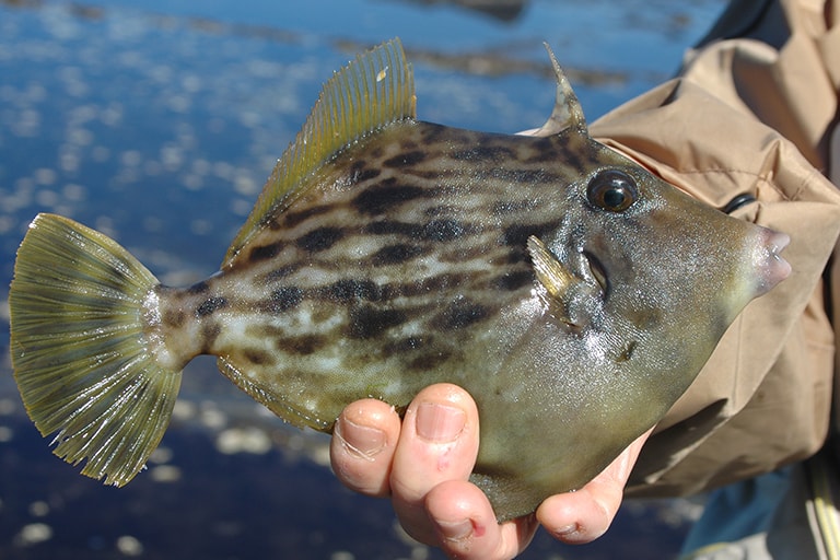 つり人社 編集長おすすめ 神奈川県 湘南 エボシ岩のカワハギ釣り おすすめの釣り場 Honda釣り倶楽部 Honda