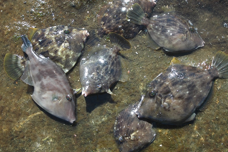 秋から冬は磯からでも船釣りに匹敵する釣果をあげられることも。一ヵ所で粘るよりも、広範囲を探り歩くのがコツです