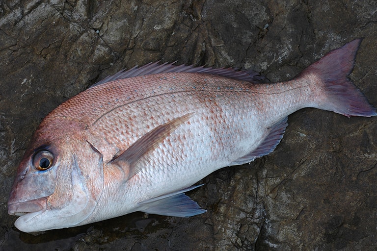 福江島はマダイも多いところ。メジナやクロダイの外道でよくヒットする