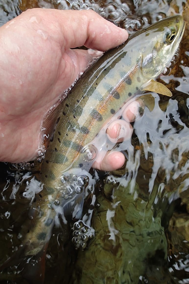 彩りがきれいなヤマメのアベレージサイズ。魚影は多く大ものも充分にねらえる