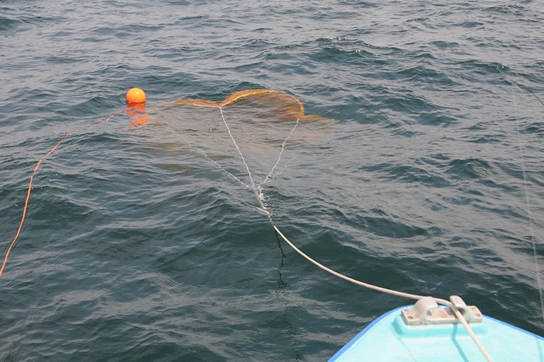 いいエリアに当たると中小型の数釣りが楽しめるが、必要以上のキープは避けて元気なうちにリリース