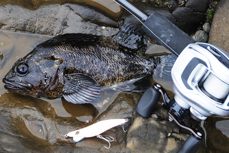 くるぶしが浸かる程度の水深と魚体を隠せる障害物や隙間があればムラソイはいる。