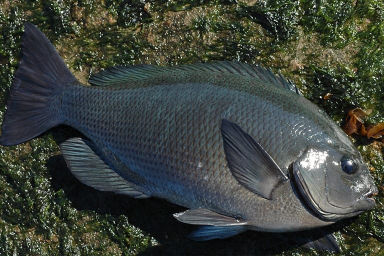 クチブトメジナ。岩に生えているのがアオサノリ。冬のクチブトメジナは、このアオサノリをエサにしてねらうこともできます