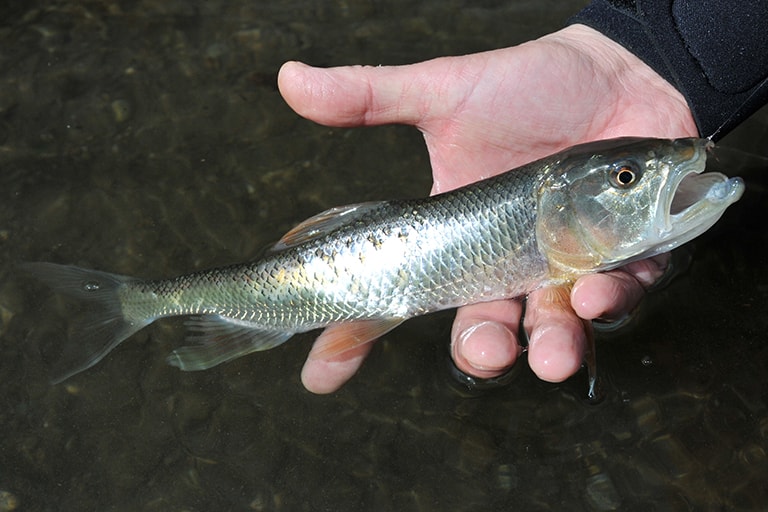 河口湖ではハスもねらって釣れる。専門にねらうならフライやスピナ―が有利