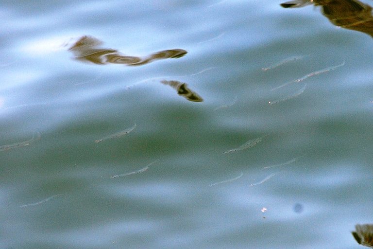 1年魚であるシラウオは春が産卵期。ちょうどバスが活性を上げるころに浅場に群れが回遊するためメインベイトになる