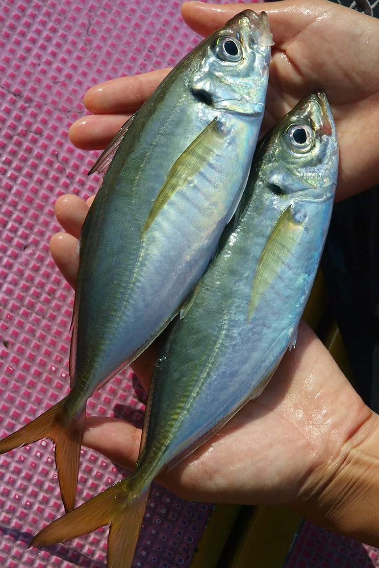 東京湾のアジはよく肥えていて美味。どうですか、この色艶は！？