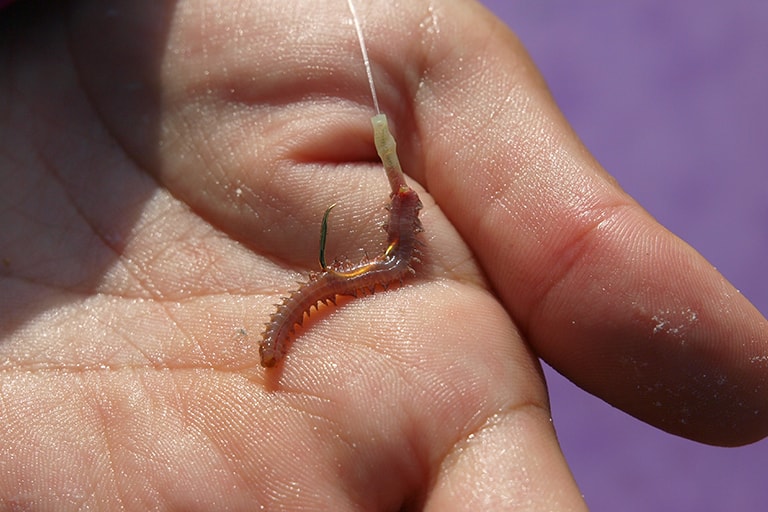 エサのアオイソメはハリから1cmくらい出るようにカットして使用します。頭部の硬い部分をハリに刺せば、ひとつのエサで何尾ものアジが釣れます。が、アタリが遠くなったと感じたら、新鮮なエサに付け替えたほうがいいです