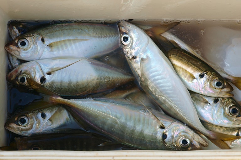 半日でもご覧の釣果