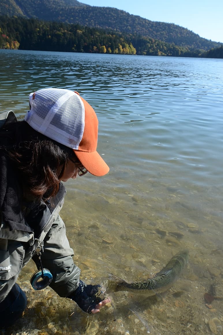 秋の阿寒湖のニジマスは大きさもコンディションもピカイチ