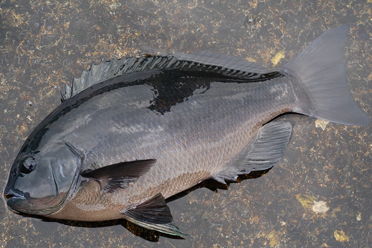 真鶴半島のクチブトメジナ。磯釣りのターゲットになるメジナにはクチブトメジナとオナガメジナの二種がいて、真鶴半島や伊豆半島など、半島周りでメインターゲットになるのはクチブトメジナ。オナガメジナはより外洋性が強く、離島では50cm、60cm超のオナガメジナがねらえる