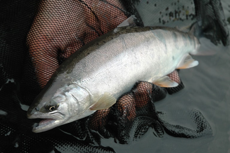 つり人社 編集長おすすめ 新潟県 越後湯沢 魚野川のヤマメ イワナ釣り おすすめの釣り場 Honda釣り倶楽部 Honda