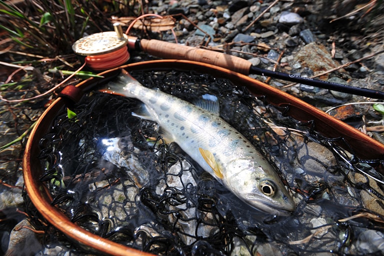 春の段階では、今年は少し小ぶりとのことだが、6月ごろになればコンディションのよい魚が釣れるはずだ