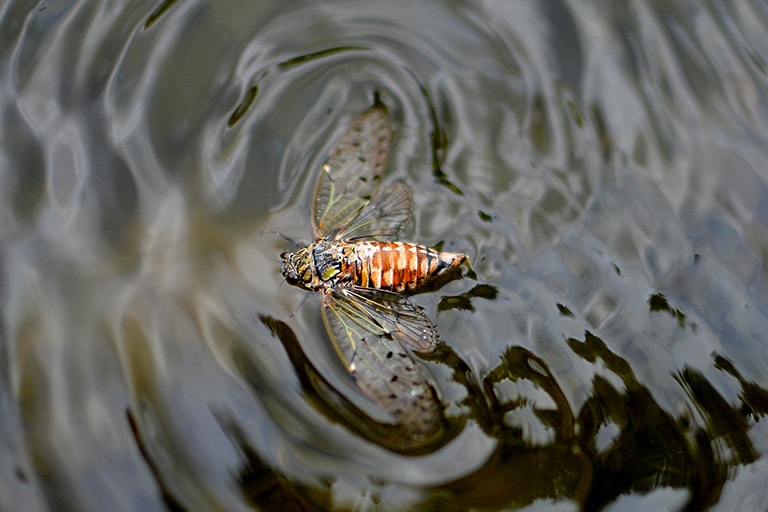 7月に入れば、セミが川を流れるようすがよく見られる。魚たちにとっては、さもご馳走に違いない