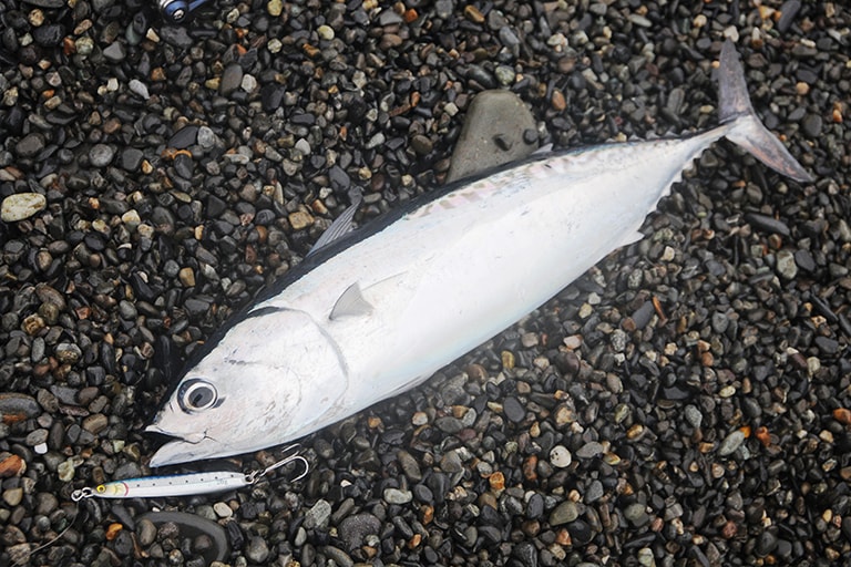 夏の千本浜海岸でヒットしたソウダガツオ。根掛かり防止でトレブルフックを取ってヘッド側にアシストフックをセットするのも手だが、基本的には底を取らずに表層から中層を巻いてくる釣りのためトレブルフックのままのほうがフッキングはいい