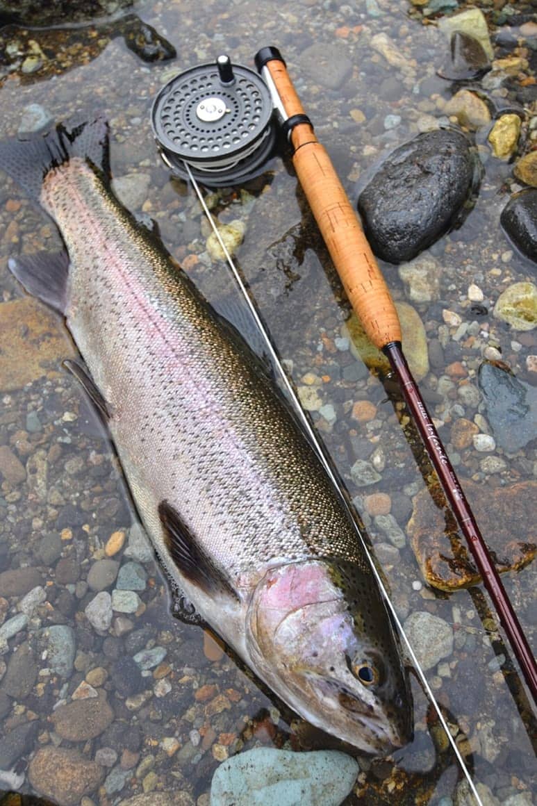 箒川のアベレージサイズは40cmクラス。60cm近いサイズも出るが、そんな魚を掛けると川を走り回ることになる