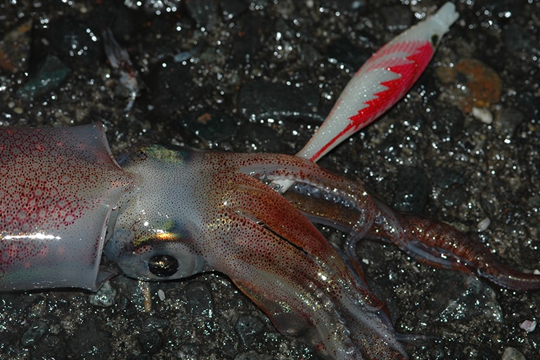 春から初夏にかけて沖釣りの花形ターゲットになったマルイカだが、実は真冬には身近な漁港周りで年を越す個体が多い