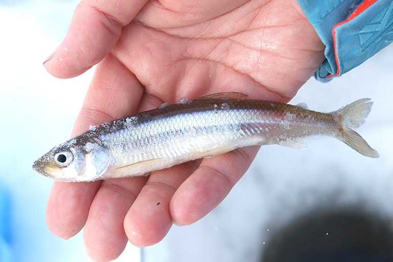 網走湖のワカサギは型がいいことで有名