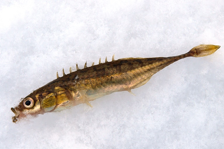 こちらも、ワカサギ釣りの仕掛けで釣れたトゲウオ（イトヨ）。トゲウオがワカサギ釣りのゲストで釣れる場所はとても珍しい