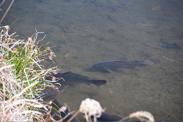 こんな魚を見つけたらチャンス。上流からフライを口もとに送り込めば、興味を示してくわえてくれるかも。活性が高い時には、フライを追いかけてくることもあります