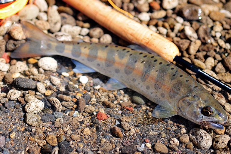 ヒレもパーマークも美しい魚が多い