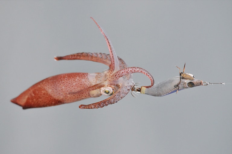 餌木は1.5号前後、釣れるイカのサイズは胴長8cm前後というミニマムな世界だが、やっていることは船からのケンサキイカ釣りとなんら変わらない。それをオカッパリで楽しめるのだ