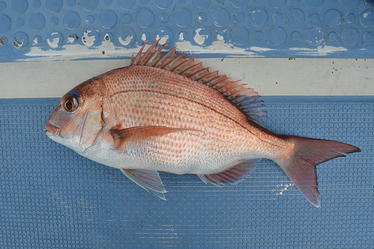 ウイリー五目で釣れたマダイ。高級魚が釣れるチャンスも充分あります