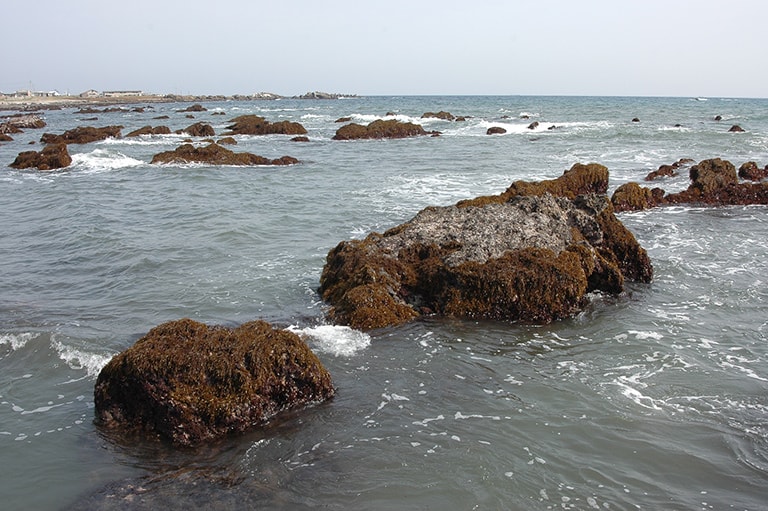 千葉県／南房のロックフィッシュ