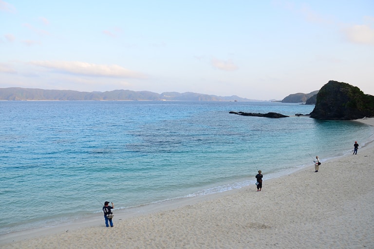 沖縄県／伊江島近海のアオリイカ