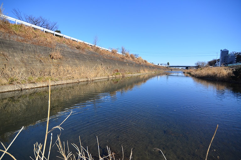 東京都／多摩川水系のコイ釣り