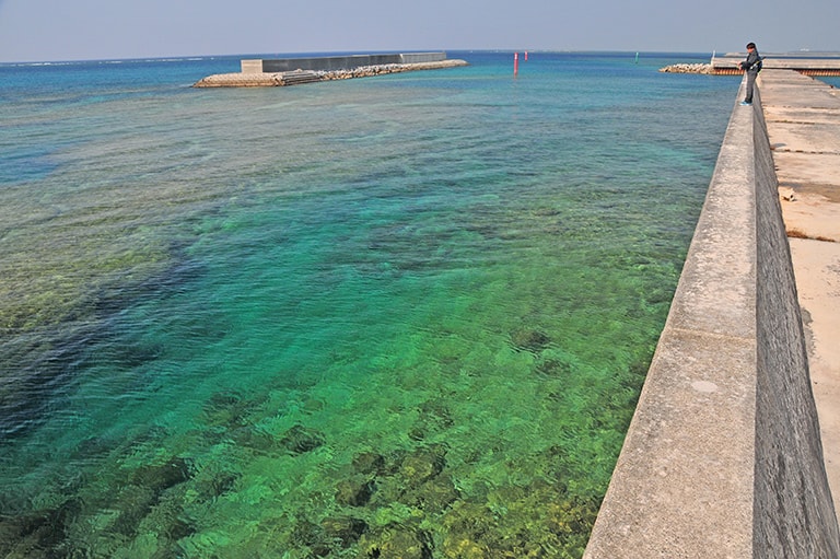 沖縄県／久米島のアオリイカ