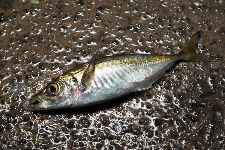 今日のターゲットはマアジ。「大衆魚」なんて呼ばれてるけど、自分で釣った新鮮なものは抜群に美味しいんですよ